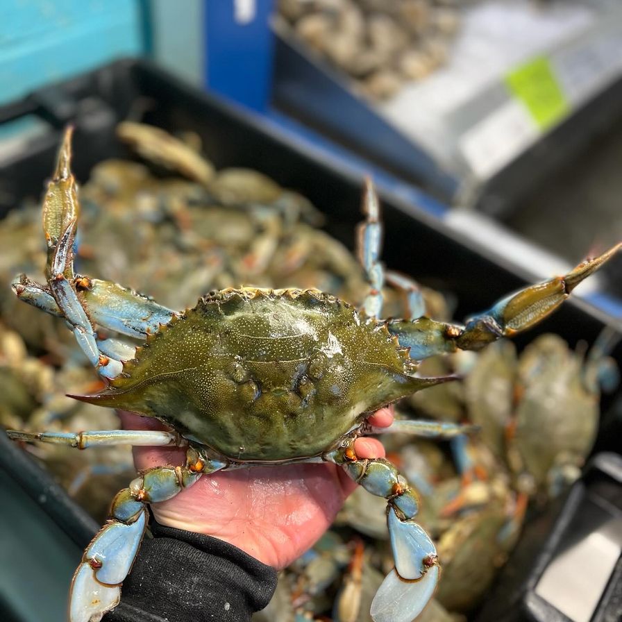 Live Blue Crabs- #1 Jimmies/In-Store Pick-Up Only, No Delivery Available