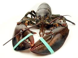 Lobster Live - Chix