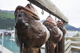 Lingcod - BC Wild, FROZEN Whole H/G