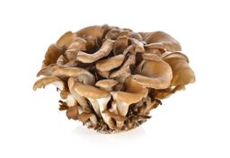 Mushroom - Maitake (≈100 gm)