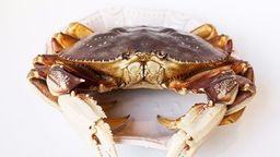 Live Dungeness Crab (1.5-2.5 lbs)