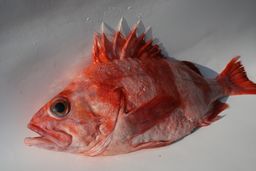 Redbanded Rockfish