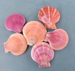 Pink and Spiny Swimming Scallops