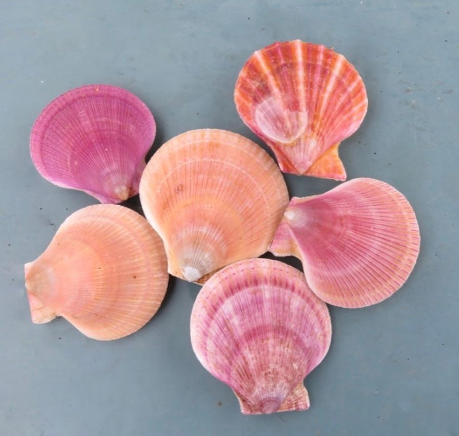 Pink and Spiny Swimming Scallops