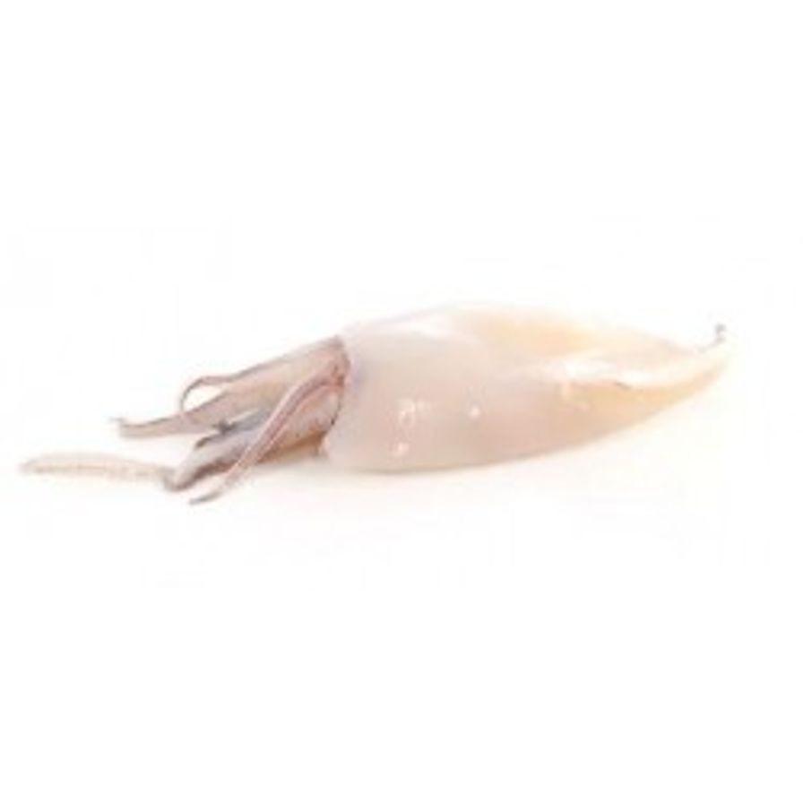 Squid - Thailand Loligo Tube and Tentacles U-10 (3.2 lbs)