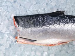 Salmon - Wild Copper River Sockeye Whole H/G