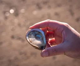 Island Pearl Oysters