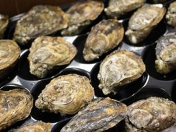 OYSTER SHIGOKU