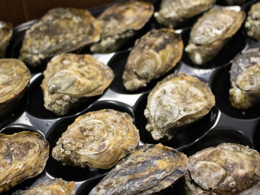 OYSTER SHIGOKU