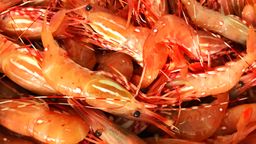 Season over! BC Spot Prawns - Wild, Live