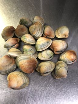 Cockle Clams