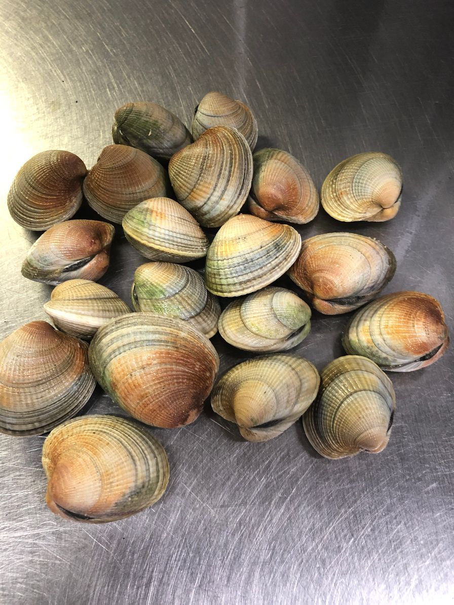 Cockle Clams