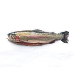 Trout - Rainbow Ontario Whole (2-4 lbs)