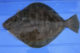 Petrale Sole