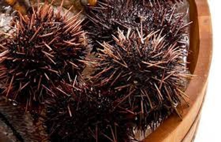Sea Urchin - Fresh Japanese Whole Shell On (Pack of 2 Pcs)