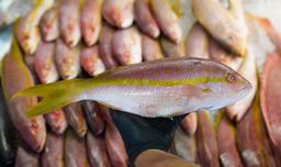 Yellowtail Snapper (Whole)