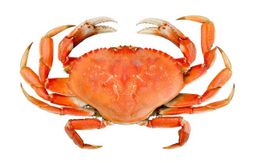 Crab - Dungeness Cooked Whole (1.5-2 lbs)