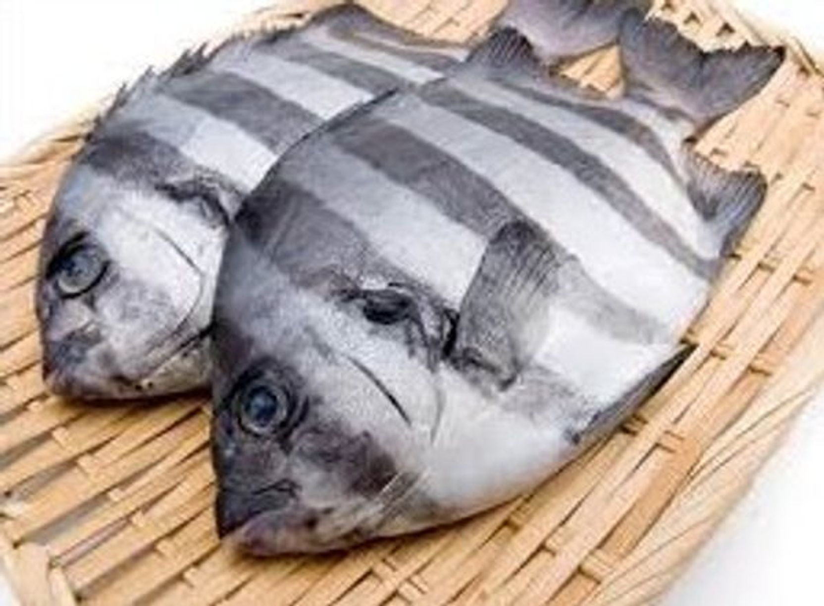 Daily Seafood | Ishidai - Striped Beakfish