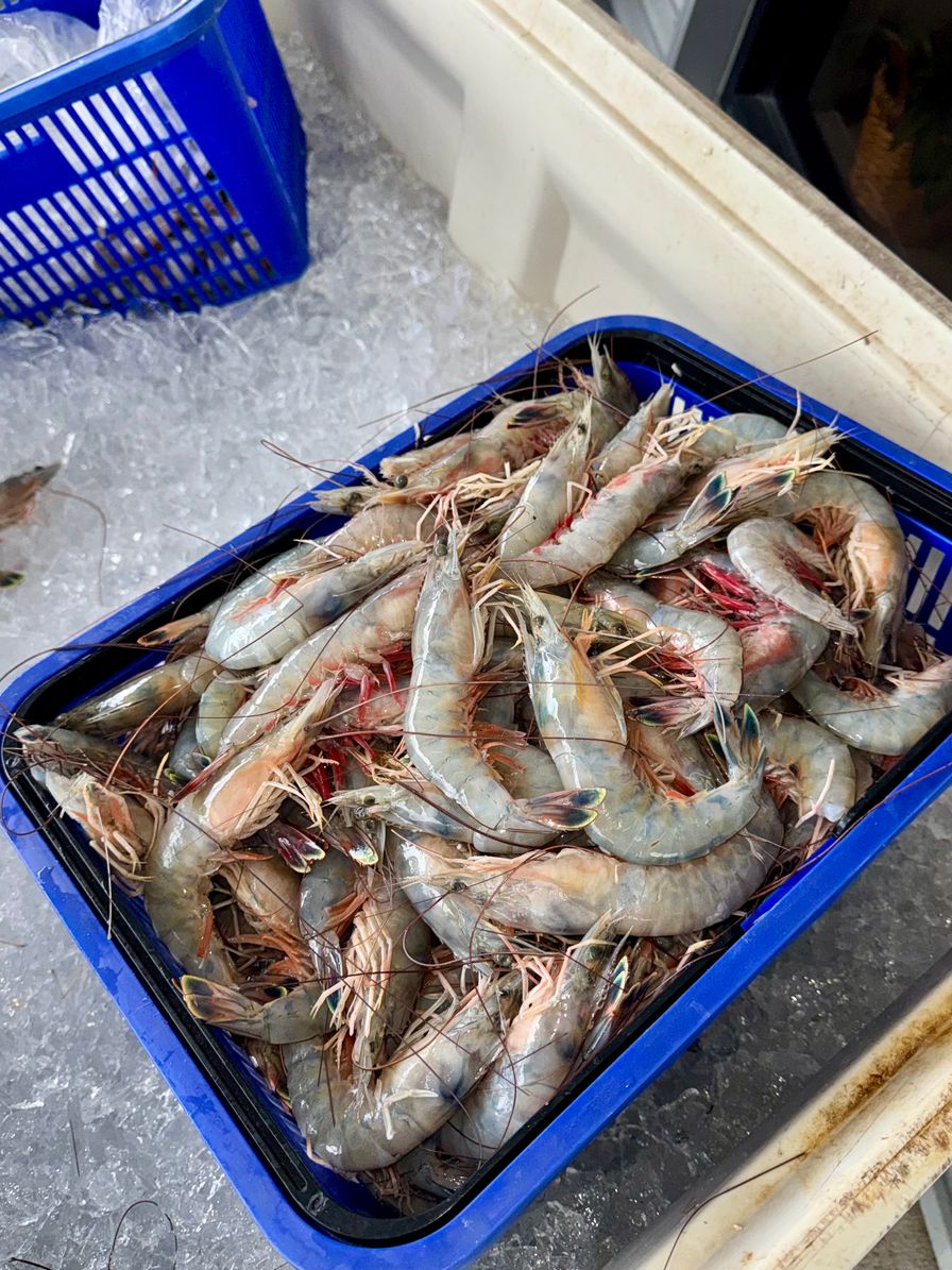 Jumbo Head-On Mayport Shrimp (13-15 per lb)