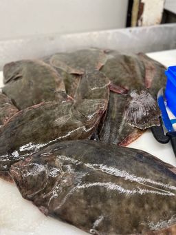 Flounder
