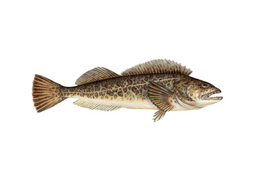 Wild Pacific Ling Cod