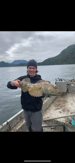 Lingcod - BC Wild, FROZEN Whole H/G