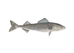 Wild Pacific Sablefish