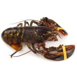 Live Maine Lobster 