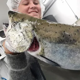 Chinook Salmon Portions- BC Wild