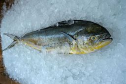 Mahi Mahi