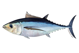 Albacore Tuna - Whole Frozen