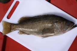 Wholesale - Yellowtail Rockfish Whole