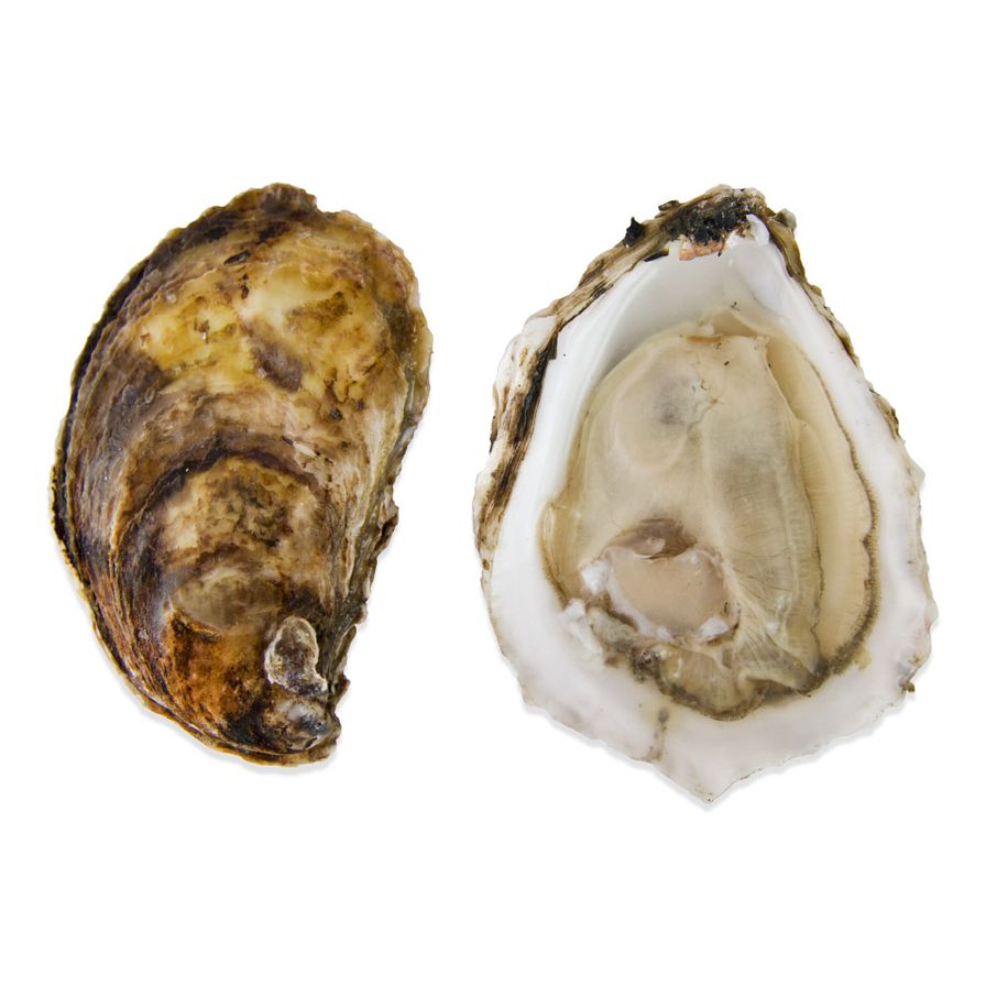 Oysters, Blue Point