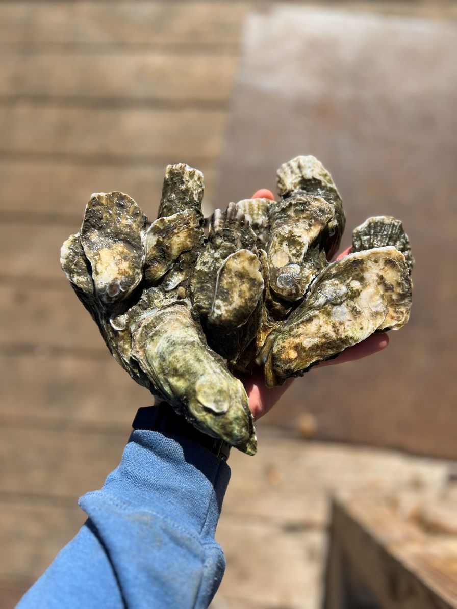 Local Cluster Oysters