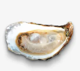 Acadian Gold Oysters