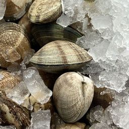 Manilla & Littleneck Clams