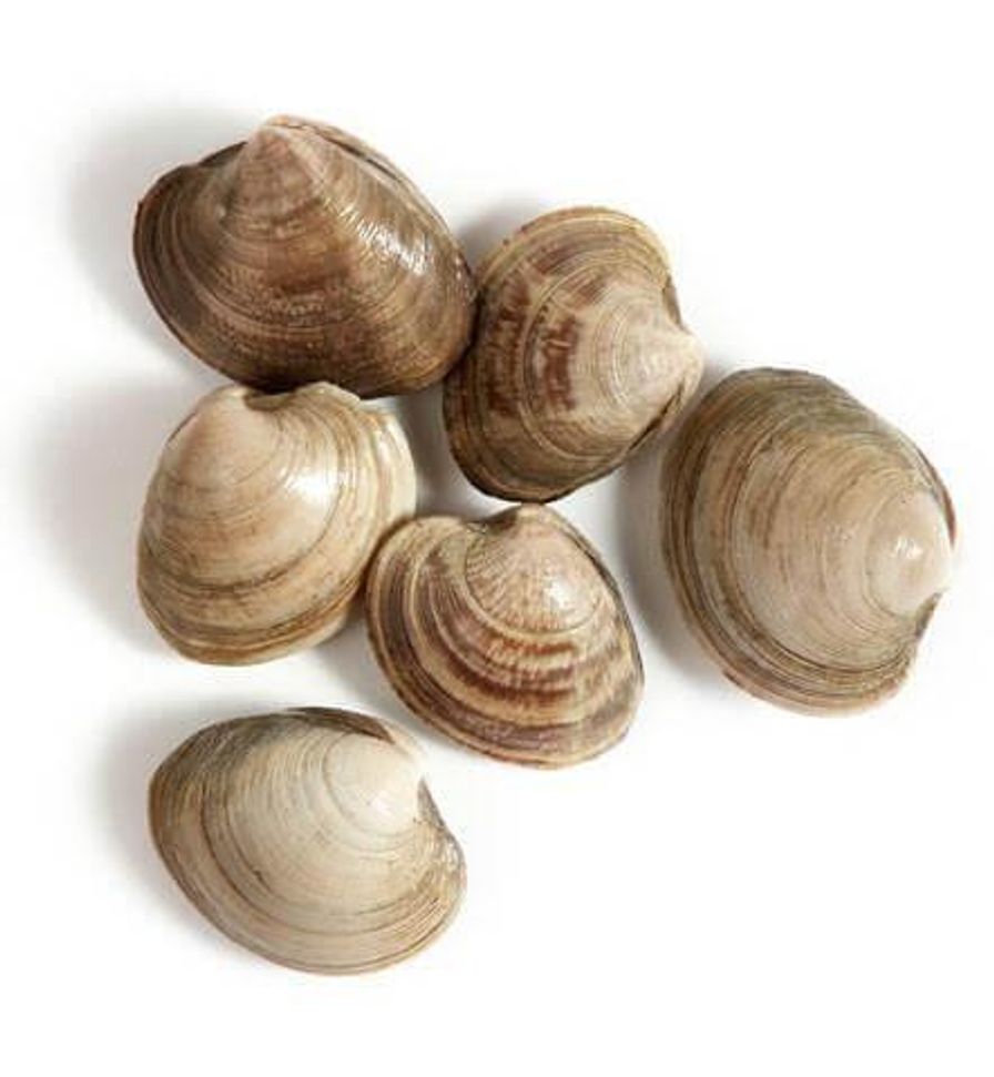 Middleneck Clams