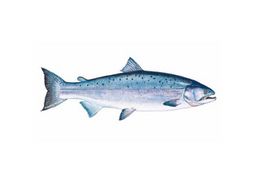Wild Pacific Coho Salmon