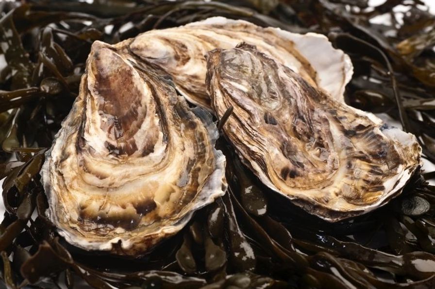 Oysters