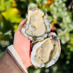 Local Select Oysters