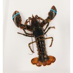 Lobsters - Live Hard Shell Canadian (1.5-2 lbs)