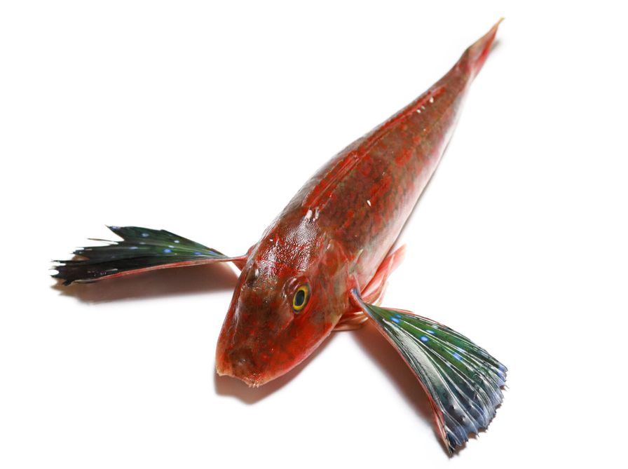 Houbou - Red Gurnard