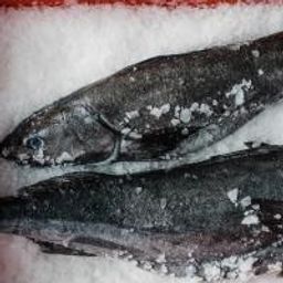 SMALL - SF Black Cod (Whole, 2lbs.)