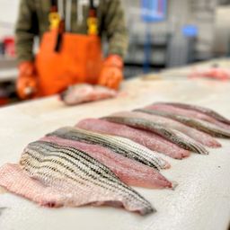 Striped Bass