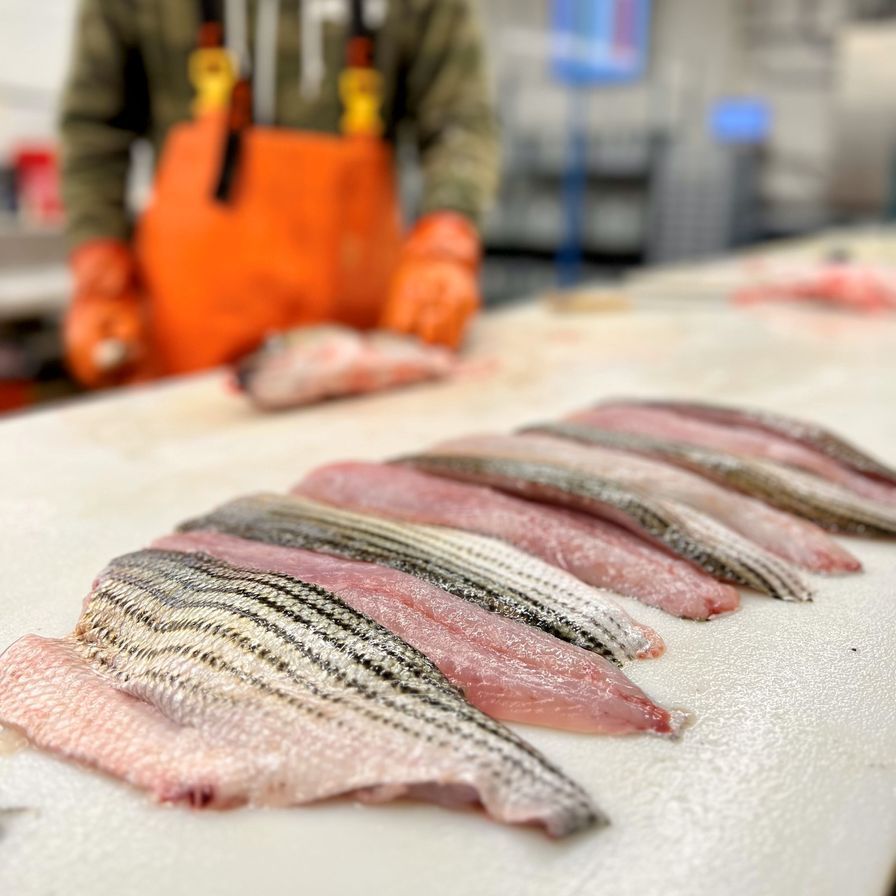 Striped Bass