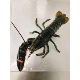 Lobsters - Live Hard Shell Canadian Cull (1.1-1.5 lbs)