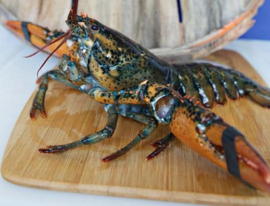 Live Lobsters 1-1.25lb