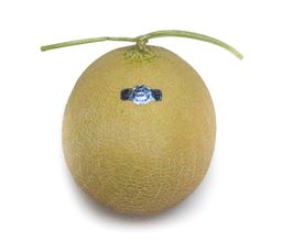 Melon - Crown (≈1.5 kg)