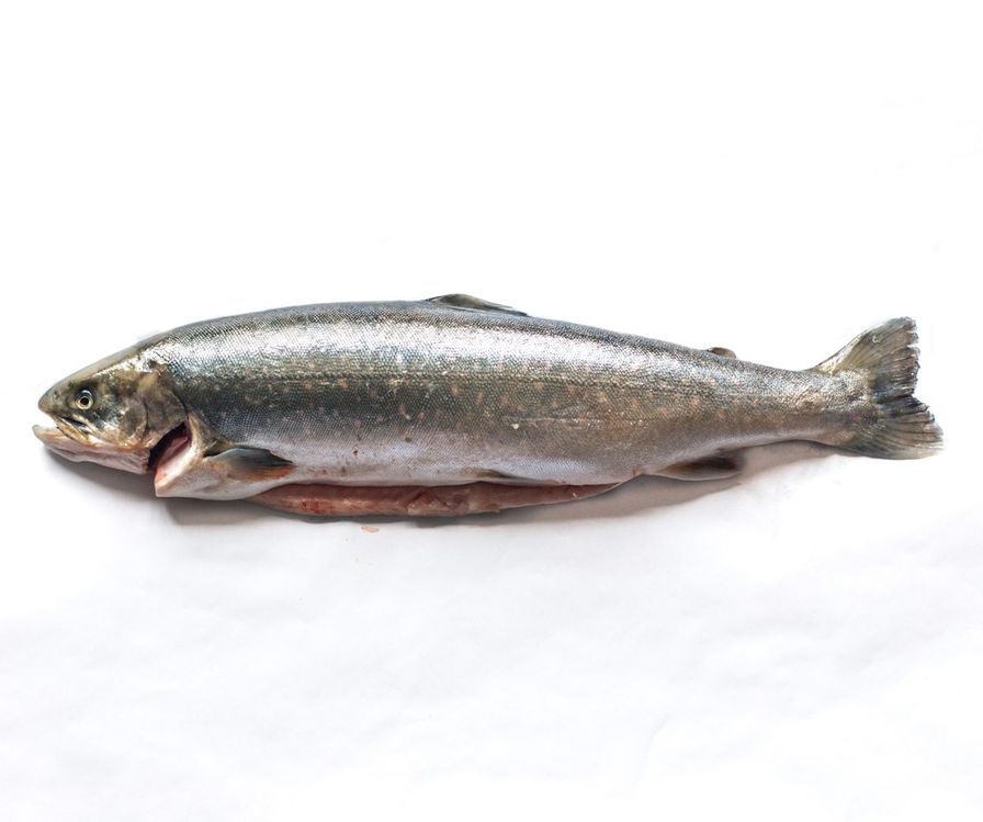 Arctic Char - Iceland Whole (2-4lbs)