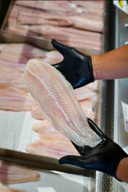 Basa